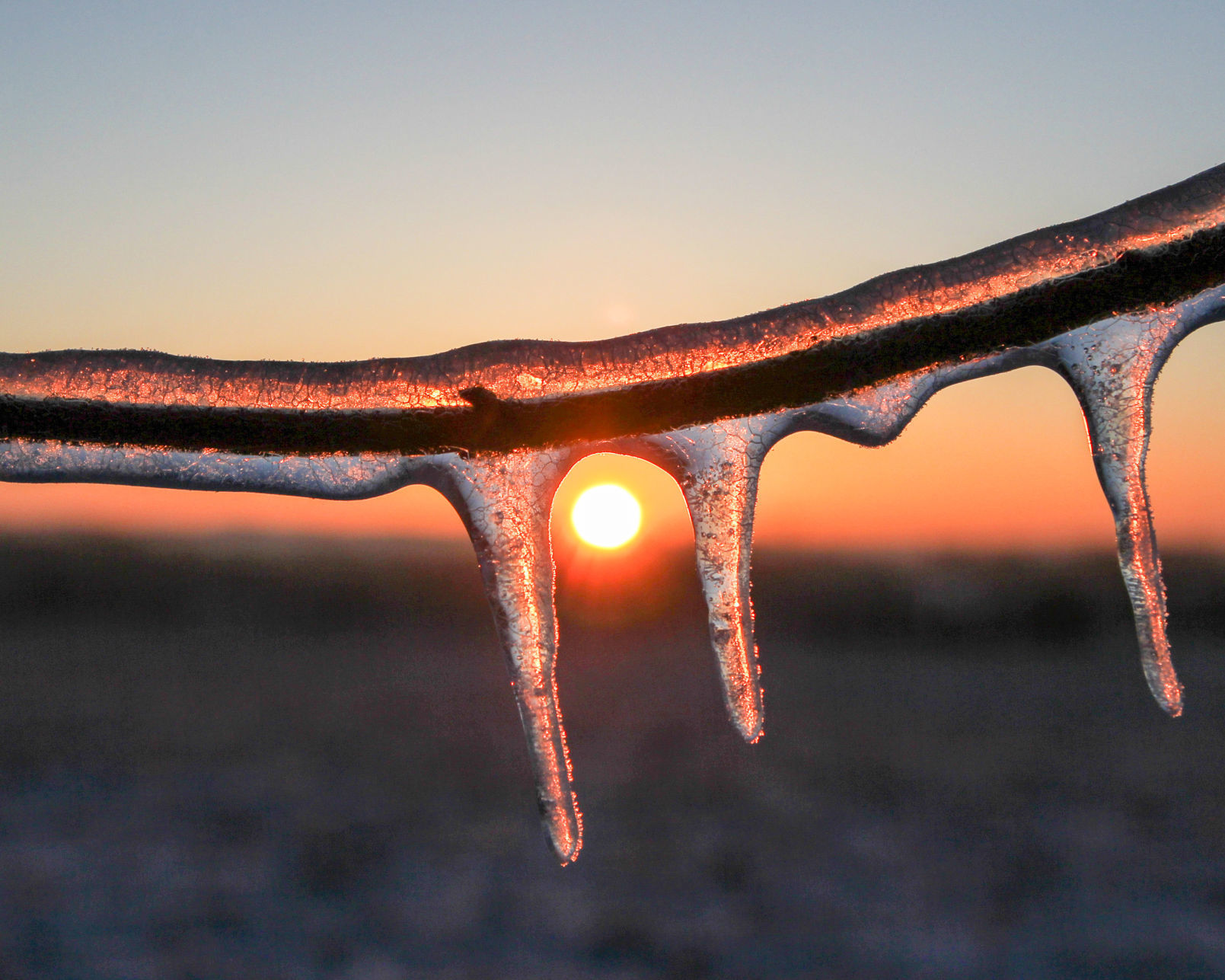 Tree branch at sunrise covered in ice due to freezing rain